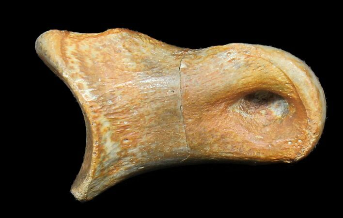 Exceptional Raptor Toe Bone - Aguja Formation, Texas #31533